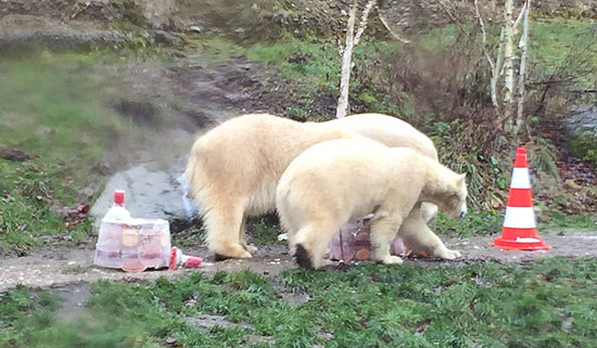 Die Eisbärenzwillinge Nela und Nobby feierten ihren 2. Geburtstag (©Foto:  Martin Schmitz)